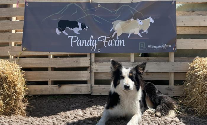 Del, the faithful sheepdog